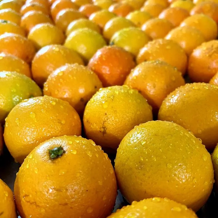 Naranjas seleccionadas en la línea de la planta